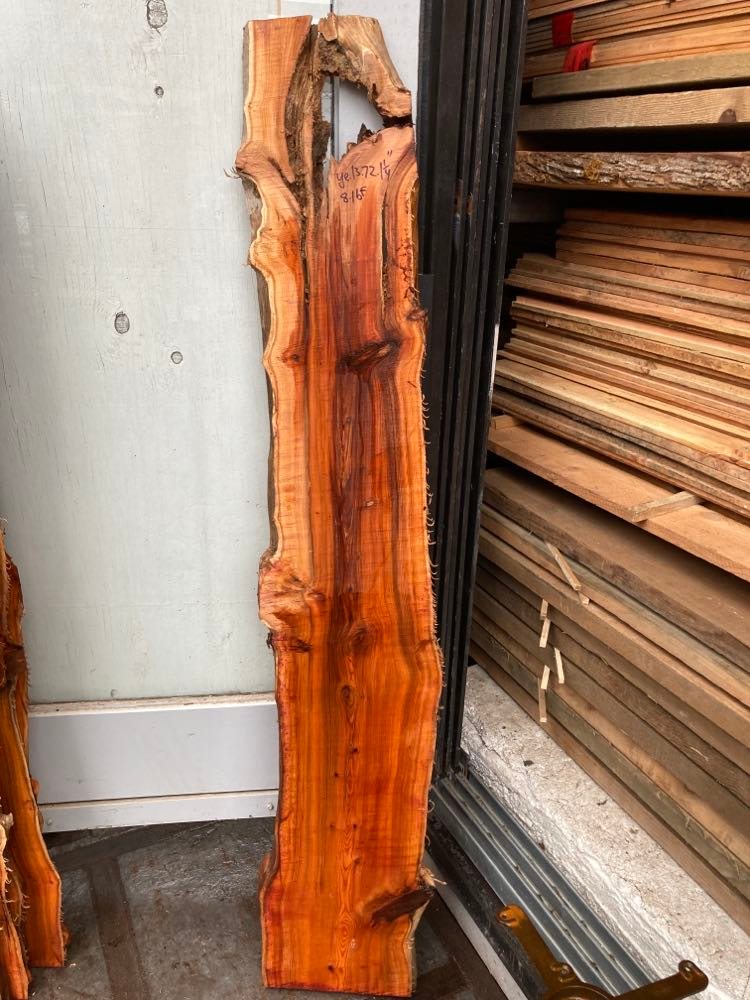 Pacific Yew